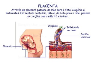 OxigénioDióxido de carbonoCordão umbilicalPlacentaPLACENTAAtravés da placenta passam, da mãe para o feto, oxigénio e nutrientes. Em sentido contrário, isto é, do feto para a mãe, passamexcreções que a mãe irá eliminar.