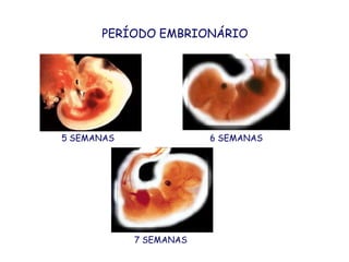 PERÍODO EMBRIONÁRIO5 SEMANAS6 SEMANAS7 SEMANAS