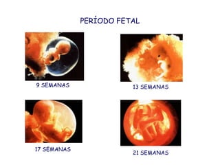 PERÍODO FETAL9 SEMANAS13 SEMANAS17 SEMANAS21 SEMANAS