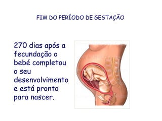 FIM DO PERÍODO DE GESTAÇÃO270 dias após a fecundação o bebé completou o seu desenvolvimento e está pronto para nascer.