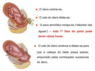 ˜O útero contrai-se;˜O colo do útero dilata-se;˜O saco amniótico rompe-se (“rebentar das águas”) – esta 1ª fase do parto pode durar várias horas. ˜O colo do útero continua a dilatar-se para que a cabeça do bebé possa passar, empurrado pelas contracções sucessivas do útero.