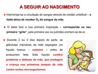 A SEGUIR AO NASCIMENTO˜Interrompe-se a circulação do sangue através do cordão umbilical – o bebé deixa de receber O2 do sangue da mãe.˜O bebé fará a sua primeira inspiração – corresponde ao seu primeiro “grito”, pela primeira vez os pulmões enchem-se de ar.˜Durante 2 ou 3 dias depois do parto, as glândulas mamárias da mãe segregam um líquido branco – colostro – antes de produzirem leite. Este líquido contém proteínas e defesas da mãe, que protegem a criança nos primeiros tempos de vida contra certos microrganismos.