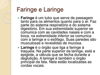 Faringe e Laringe 
 Faringe é um tubo que serve de passagem 
tanto para os alimentos quanto para o ar. Faz 
parte do sistema respiratório e do sistema 
digestório. Em sua extremidade superior se 
comunica com as cavidades nasais e com a 
boca, na extremidade inferior se comunica 
com a laringe e o esôfago. Suas paredes são 
musculosas e revestidas de mucosa. 
 Laringe é o órgão que liga a faringe à 
traqueia. Na parte superior da laringe, está a 
epiglote, a válvula que se fecha durante a 
deglutição. A laringe é também o órgão 
principal da fala. Nela estão localizadas as 
cordas vocais. 
 