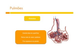 Pulmões
Grande área de superfície;
Densa rede de vasos capilares;
Fina espessura da parede.
Alvéolos
 