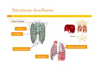 Estruturas Auxiliares
Esterno
Costelas
Coluna Vertebral
Diafragma
Músculos intercostais
Caixa Torácica
 