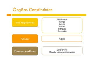 Vias Respiratórias
Pulmões
Estruturas Auxiliares
Fossas Nasais
Faringe
Laringe
Traqueia
Brônquios
Bronquíolos
Alvéolos
Caixa Torácica
Músculos (diafragma e intercostais)
Órgãos Constituintes
 