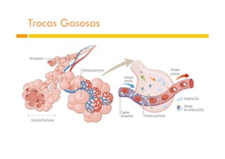 Trocas Gasosas
 