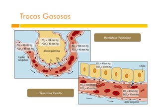 Trocas Gasosas
Hematose Pulmonar
Hematose Celular
 