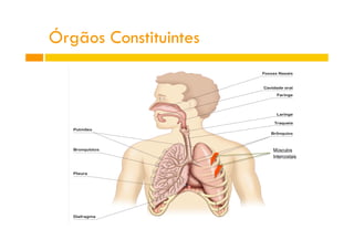 Músculos
Intercostais
Órgãos Constituintes
 