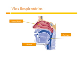 Vias Respiratórias
Fossas Nasais
Laringe
Faringe
 