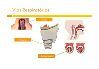Vias Respiratórias
Laringe
Traqueia
Cordas Vocais
 