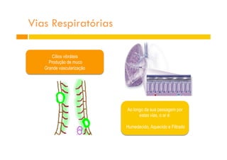 Vias Respiratórias
Cílios vibráteis
Produção de muco
Grande vascularização
Ao longo da sua passagem por
estas vias, o ar é:
Humedecido, Aquecido e Filtrado
 