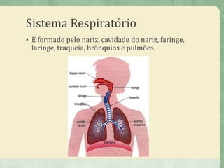 Sistema Respiratório
• É formado pelo nariz, cavidade do nariz, faringe,
laringe, traqueia, brônquios e pulmões.
 