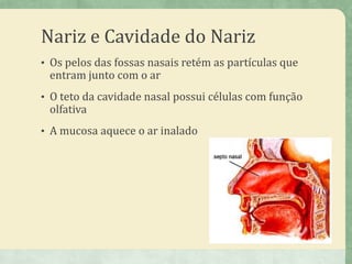 Nariz e Cavidade do Nariz
• Os pelos das fossas nasais retém as partículas que
entram junto com o ar
• O teto da cavidade nasal possui células com função
olfativa
• A mucosa aquece o ar inalado
 