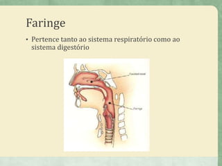 Faringe
• Pertence tanto ao sistema respiratório como ao
sistema digestório
 