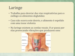 Laringe
• Trabalha para desviar das vias respiratórias para o
esôfago os alimentos deglutidos
• Caso não ocorra este desvio, o alimento é expelido
com uma tosse violenta
• Na laringe existem as cordas vocais. O ar passa por
elas provocando vibrações que produzem sons
 