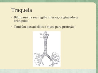 Traqueia
• Bifurca-se na sua região inferior, originando os
brônquios
• Também possui cílios e muco para proteção
 
