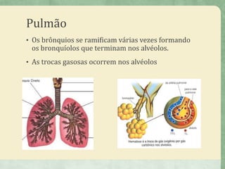 Pulmão
• Os brônquios se ramificam várias vezes formando
os bronquíolos que terminam nos alvéolos.
• As trocas gasosas ocorrem nos alvéolos
 