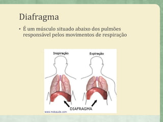 Diafragma
• É um músculo situado abaixo dos pulmões
responsável pelos movimentos de respiração
 