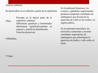Anexos cutáneos
Se desarrollan en el embrión a partir de la epidermis:

•Pelo.

Presente en la mayor parte de la
superficie cutáneas.
Influencias genéticas y hormonales
determinan significativamente su
espesor y patrón de distribución.
Función protectora.

•Glándulas.

* Uñas.

En la pubertad femenina, los
ovarios y glándulas suprarrenales
producen pequeñas cantidades de
andrógenos que favorecen la
aparición de vello en las axilas y la
región púbica.
En la pubertad masculina, los
testículos comienzan a secretar
cantidades importantes de
andrógenos que determinan la
aparición de barba y vello sobre el
tórax.

 