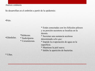Anexos cutáneos
Se desarrollan en el embrión a partir de la epidermis:

•Pelo.

•Glándulas.

* Uñas.

*Sebáceas.
* Sudoríparas.
* Ceruminosas.

* Están conectadas con los folículos pilosos
y su porción secretora se localiza en la
dermis.
* Secretan una sustancia aceitosa
denominada sebo que:
* Impide la evaporación de agua en la
superficie.
* Mantiene la piel suave.
* Inhibe la aparición de bacterias.

 
