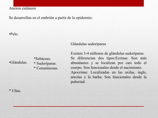 Anexos cutáneos
Se desarrollan en el embrión a partir de la epidermis:

•Pelo.
Glándulas sudoríparas

•Glándulas.

* Uñas.

*Sebáceas.
* Sudoríparas.
* Ceruminosas.

Existen 3-4 millones de glándulas sudoríparas.
Se diferencian dos tipos:Ecrinas: Son más
abundantes y se localizan por casi todo el
cuerpo. Son funcionales desde el nacimiento.
Apocrinas: Localizadas en las axilas, ingle,
areolas y la barba. Son funcionales desde la
pubertad.

 