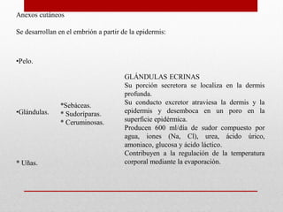 Anexos cutáneos
Se desarrollan en el embrión a partir de la epidermis:

•Pelo.

•Glándulas.

* Uñas.

*Sebáceas.
* Sudoríparas.
* Ceruminosas.

GLÁNDULAS ECRINAS
Su porción secretora se localiza en la dermis
profunda.
Su conducto excretor atraviesa la dermis y la
epidermis y desemboca en un poro en la
superficie epidérmica.
Producen 600 ml/día de sudor compuesto por
agua, iones (Na, Cl), urea, ácido úrico,
amoniaco, glucosa y ácido láctico.
Contribuyen a la regulación de la temperatura
corporal mediante la evaporación.

 