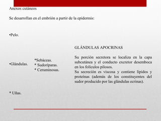 Anexos cutáneos
Se desarrollan en el embrión a partir de la epidermis:

•Pelo.
GLÁNDULAS APOCRINAS

•Glándulas.

* Uñas.

*Sebáceas.
* Sudoríparas.
* Ceruminosas.

Su porción secretora se localiza en la capa
subcutánea y el conducto excretor desemboca
en los folículos pilosos.
Su secreción es viscosa y contiene lípidos y
proteínas (además de los constituyentes del
sudor producido por las glándulas ecrinas).

 