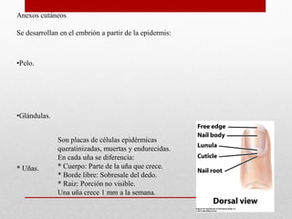 Anexos cutáneos
Se desarrollan en el embrión a partir de la epidermis:

•Pelo.

•Glándulas.

* Uñas.

Son placas de células epidérmicas
queratinizadas, muertas y endurecidas.
En cada uña se diferencia:
* Cuerpo: Parte de la uña que crece.
* Borde libre: Sobresale del dedo.
* Raiz: Porción no visible.
Una uña crece 1 mm a la semana.

 