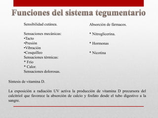 Sensibilidad cutánea.

Absorción de fármacos.

Sensaciones mecánicas:
•Tacto
•Presión
•Vibración
•Cosquilleo
Sensaciones térmicas:
* Frío
* Calor.
Sensaciones dolorosas.

* Nitroglicerina.
* Hormonas
* Nicotina

Síntesis de vitamina D.

La exposición a radiación UV activa la producción de vitamina D precursora del
calcitriol que favorece la absorción de calcio y fosfato desde el tubo digestivo a la
sangre.

 