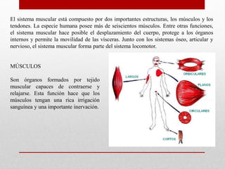 El sistema muscular está compuesto por dos importantes estructuras, los músculos y los
tendones. La especie humana posee más de seiscientos músculos. Entre otras funciones,
el sistema muscular hace posible el desplazamiento del cuerpo, protege a los órganos
internos y permite la movilidad de las vísceras. Junto con los sistemas óseo, articular y
nervioso, el sistema muscular forma parte del sistema locomotor.

MÚSCULOS
Son órganos formados por tejido
muscular capaces de contraerse y
relajarse. Esta función hace que los
músculos tengan una rica irrigación
sanguínea y una importante inervación.

 