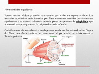 Fibras estriadas esqueléticas.

Poseen muchos núcleos y bandas transversales que le dan un aspecto estriado. Los
músculos esqueléticos están formados por fibras musculares estriadas que se contraen
rápidamente y en manera voluntaria. Además posee una proteína, la mioglobina, que
actúa en el transporte y reserva de oxígeno dentro del músculo.
Cada fibra muscular estriada está rodeada por una membrana llamada endomisio. Grupos
de fibras musculares estriadas se unen entre sí por medio de tejido conectivo
llamado perimisio, dando lugar a la formación de fascículos.

 