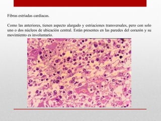 Fibras estriadas cardiacas.

Como las anteriores, tienen aspecto alargado y estriaciones transversales, pero con solo
uno o dos núcleos de ubicación central. Están presentes en las paredes del corazón y su
movimiento es involuntario.

 