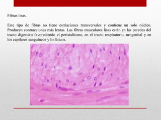 Fibras lisas.

Este tipo de fibras no tiene estriaciones transversales y contiene un solo núcleo.
Producen contracciones más lentas. Las fibras musculares lisas están en las paredes del
tracto digestivo favoreciendo el peristaltismo, en el tracto respiratorio, urogenital y en
los capilares sanguíneos y linfáticos.

 