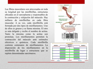 Las fibras musculares son atravesadas en toda
su longitud por las miofibrillas, estructuras
ubicadas en el sarcoplasma y responsables de
la contracción y relajación del músculo. Hay
millares de miofibrillas en cada fibra
muscular. A su vez, cada miofibrilla está
formada por dos tipos de miofilamentos. Uno
de ellos es grueso y se llama miosina. El otro
es más delgado y recibe el nombre de actina.
Tanto la miosina como la actina son
proteínas. Los miofilamentos permiten la
contracción del músculo ante estímulos
eléctricos o químicos. Cada miofibrilla
contiene centenares de miofilamentos. La
disposición de los miofilamentos en la
miofibrilla da lugar a estructuras que se
repiten denominadas sarcómeros.

 