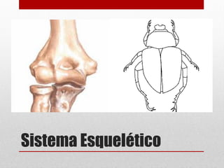 Sistema Esquelético

 