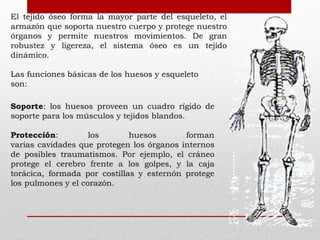 El tejido óseo forma la mayor parte del esqueleto, el
armazón que soporta nuestro cuerpo y protege nuestro
órganos y permite nuestros movimientos. De gran
robustez y ligereza, el sistema óseo es un tejido
dinámico.
Las funciones básicas de los huesos y esqueleto
son:
Soporte: los huesos proveen un cuadro rígido de
soporte para los músculos y tejidos blandos.
Protección:
los
huesos
forman
varias cavidades que protegen los órganos internos
de posibles traumatismos. Por ejemplo, el cráneo
protege el cerebro frente a los golpes, y la caja
torácica, formada por costillas y esternón protege
los pulmones y el corazón.

 