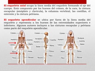 El esqueleto axial ocupa la línea media del esqueleto formando el eje del
cuerpo. Está compuesto por los huesos del cráneo, de la cara, la cintura
escapular (omóplato y clavícula), la columna vertebral, las costillas, el
esternón y la cintura pelviana.
El esqueleto apendicular se ubica por fuera de la línea media del
esqueleto y representa a los huesos de las extremidades superiores e
inferiores. Algunos autores incluyen a las cinturas escapular y pelviana
como parte del esqueleto apendicular.

 