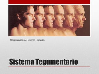 Organización del Cuerpo Humano.

Sistema Tegumentario

 