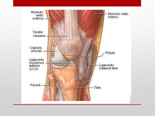 Sist tegumentario musclar-oseo