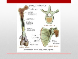 Sist tegumentario musclar-oseo