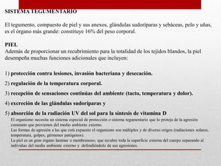 SISTEMA TEGUMENTARIO
El tegumento, compuesto de piel y sus anexos, glándulas sudoríparas y sebáceas, pelo y uñas,
es el órgano más grande: constituye 16% del peso corporal.
PIEL
Además de proporcionar un recubrimiento para la totalidad de los tejidos blandos, la piel
desempeña muchas funciones adicionales que incluyen:

1) protección contra lesiones, invasión bacteriana y desecación.
2) regulación de la temperatura corporal.

3) recepción de sensaciones continúas del ambiente (tacto, temperatura y dolor).
4) excreción de las glándulas sudoríparas y
5) absorción de la radiación UV del sol para la síntesis de vitamina D
El organismo necesita un sistema especial de protección o sistema tegumentario que lo proteja de la agresión
constante que provienen del medio ambiente externo.
Las formas de agresión a las que está expuesto el organismo son múltiples y de diverso origen (radiaciones solares,
temperatura, golpes, gérmenes patógenos).
La piel es un gran órgano laminar o membranoso, que recubre toda la superficie externa del cuerpo separando al
individuo del medio ambiente externo y defendiéndolo de sus agresiones.

 