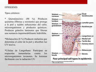 EPIDERMIS
Tipos celulares:
* Queratinocitos: (90 %). Producen
queratina (fibrosa y resistente) que protege
a la piel y tejidos subyacentes del calor,
microorganismos y productos químicos.
Producen gránulos laminares que liberan
una sustancia impermeabilizante hidrófoba.
*Melanocitos (8 %) Producen melanina que
determina el color de la piel y absorben luz
UV nociva.

*Células de Langerhans: Participan en
respuestas
inmunitarias
contra
los
microorganismos invasores. Se lesionan
fácilmente con la radiación UV.

 