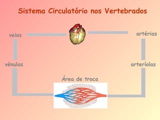 Sistema Circulatório nos Vertebrados
veias

artérias

vénulas

arteríolas
Área de troca

 