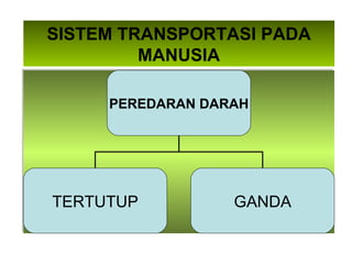 SISTEM TRANSPORTASI PADA MANUSIA PEREDARAN DARAH TERTUTUP GANDA