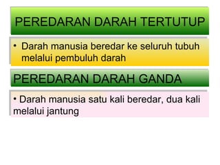 PEREDARAN DARAH TERTUTUP Darah manusia beredar ke seluruh tubuh melalui pembuluh darah PEREDARAN DARAH GANDA Darah manusia satu kali beredar, dua kali melalui jantung