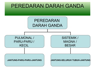 PEREDARAN DARAH GANDA PEREDARAN DARAH GANDA PULMONAL / PARU-PARU / KECIL SISTEMIK / MAGNA / BESAR JANTUNG-PARU-PARU-JANTUNG JANTUNG-SELURUH TUBUH-JANTUNG