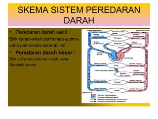 SKEMA SISTEM PEREDARAN DARAH Peredaran darah kecil : Bilik kanan-arteri pulmonalis-pulmo- vena pulmonalis-serambi kiri Peredaran darah besar : Bilik kiri-arteri-seluruh tubuh-vena- Serambi kanan