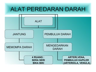 ALAT PEREDARAN DARAH ALAT JANTUNG PEMBULUH DARAH MEMOMPA DARAH MENGEDARKAN DARAH ARTERI,VENA, PEMBULUH KAPILER (ARTERIOLA, VENULA) 4 RUANG : SERA SERI BIKA BIKI