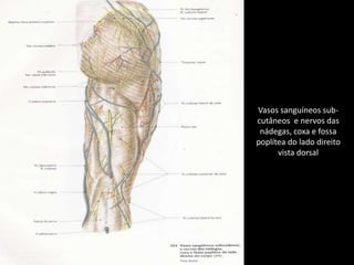 Vasos sanguíneos sub-cutâneos  e nervos dasnádegas, coxa e fossapoplítea do lado direitovista dorsal